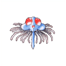 Artwork Tentacruel Ken Sugimori