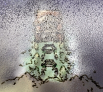 Meseta Ail - Liga Pokmon