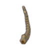 Cola de f�sil tundra