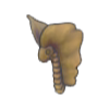 Cr�neo de f�sil tundra